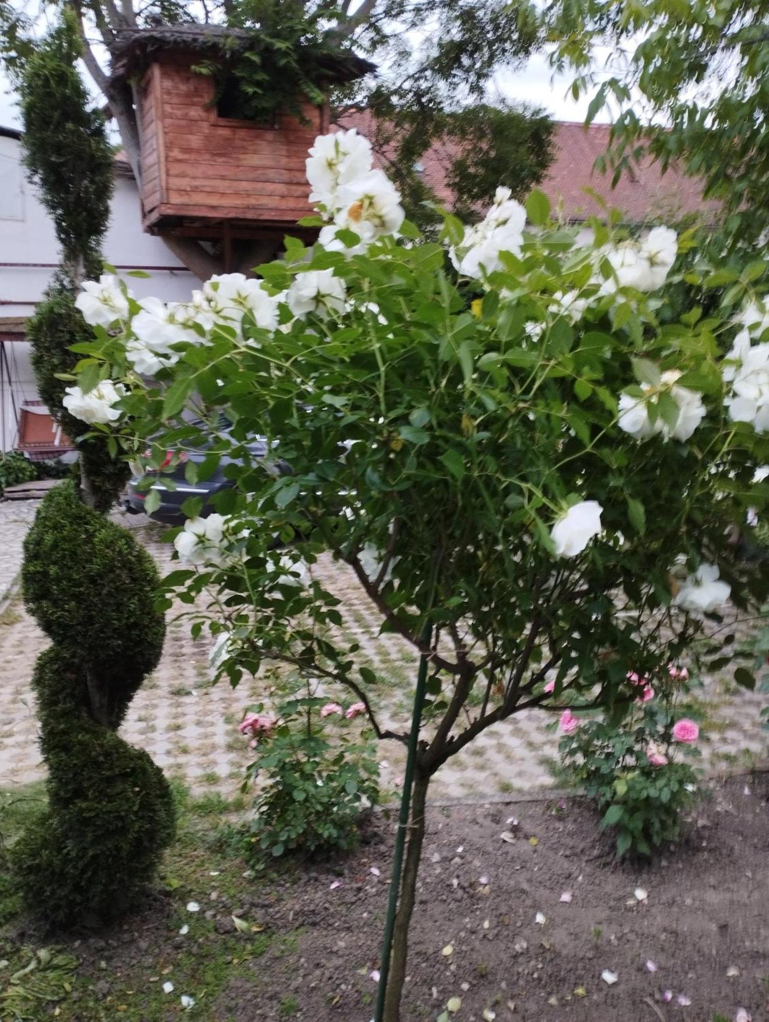 Pensiunea Sub Cetate Deva Zewnętrze zdjęcie